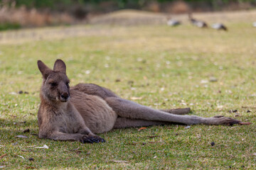 Eastern grey kangaroo (Macropus giganteus) in Murramarang National Park © prn.studio