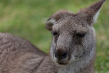 Eastern grey kangaroo (Macropus giganteus) in Murramarang National Park