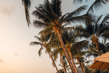 Coconut trees on the beach in the evening