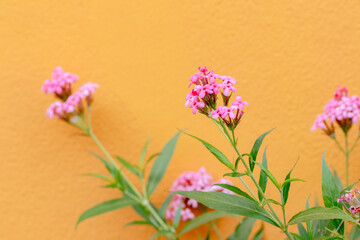 Pink Lantana flowers on orange wall background