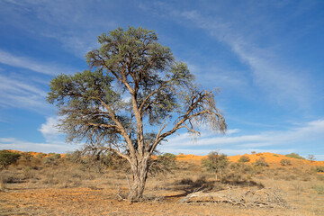 An African camel-thorn tree (Vachellia erioloba), Kalahari desert, South Africa.