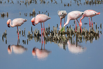 Lesser flamingos (Phoenicopterus minor) foraging in shallow water, South Africa.