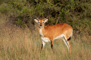 Male red lechwe antelope (Kobus leche) in natural habitat, southern Africa.