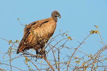 A white-backed vulture (Gyps africanus) perched on a branch, Kruger National Park, South Africa.