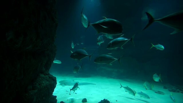 Large Group of Fish Swimming in Aquarium