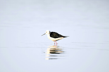 winged stilt