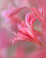 Beautiful pink lily flower in soft color and blur style for background