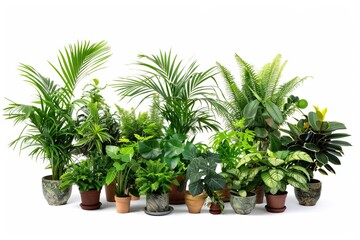 Obraz premium Diverse collection of houseplants in a home setting Creating a green and lively indoor garden space on a white background