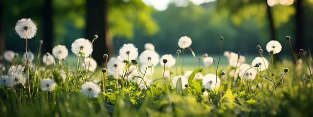 Poster spring landscape featuring a vast expanse of greenery with clusters of white dandelions © Raffaza