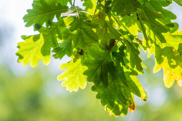 Green oak leaves background. Plant and botany nature texture. green oak leaves in woods