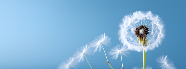 A simple yet elegant spring scene showcasing an uncluttered background with pristine white dandelions