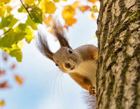 Picture a squirrel peeking out from behind a tree, its bushy tail twitching