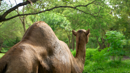 The camel, one-humped, stands with its back