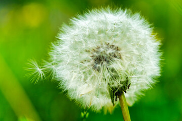 A macro image capturing two fully bloomed dandelions poised to release their petals, set against a...