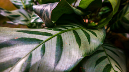 Obraz premium a small ornamental plant that has a wide shape and bright and beautiful colors