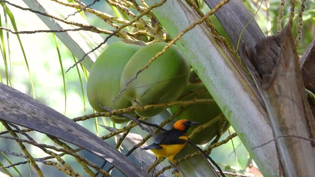 Looking for some nesting materials, an Orange-Crowned Oriole, Icterus auricapillus moves around the branches and fruits of the coconut tree in Minca, Colombia in South America.