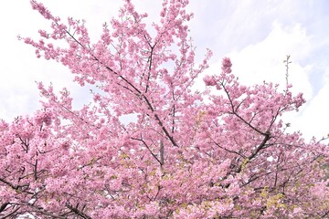 pink cherry blossom in spring