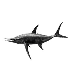 A black marlin isolated on transparent background, png