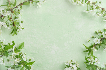Spring Easter background. Passover blooming white apple or cherry blossom on green background....