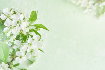 Spring Easter background. Passover blooming white apple or cherry blossom on green background. Happy Passover background. World environment day. Easter, Birthday, womens day holiday. Top view Mock up.