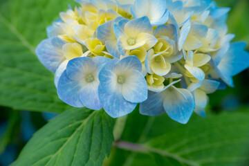  hydrangea macrophylla. Blue hydrangea flowers.Growing and caring for hydrangeas.Blue flowers macro...