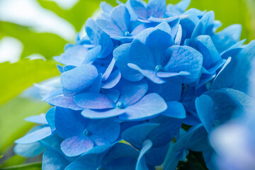 Blue hydrangea macrophylla.hydrangea flowers.Growing and caring for hydrangeas. Blue flowers macro of Hydrangea macrophylla. blue flowers in the garden in the sunshine.Floral texture 