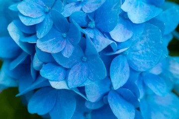 Fotobehang Blue hydrangea macrophylla background. Blue flowers macro of Hydrangea macrophylla.Floral texture  © Yuliya