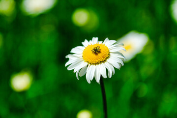 
A petite spring bloom, featuring a sunny yellow center encircled by delicate white petals, exuding...