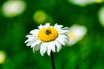 Fototapeta premium A petite spring bloom, featuring a sunny yellow center encircled by delicate white petals, exuding charm and cheer in its diminutive form.