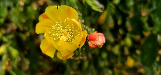 Flor de cactus amarilla silvestre
