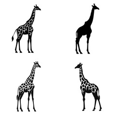 Naklejka premium Giraffe (Tall Giraffe Silhouette). simple minimalist isolated in white background vector illustration