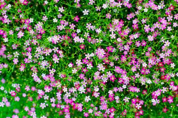 Gypsophila pink flowers. Tiny beautiful flower