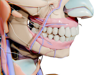 human mouth anatomy