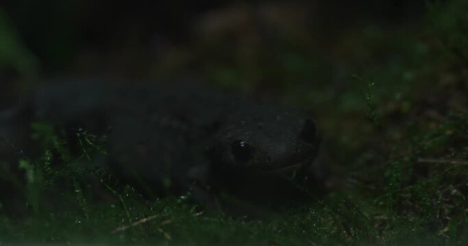 A black salamander with smooth, glistening skin crawls slowly across a bed of vibrant green moss. The salamanders shiny black back and light gray belly are visible, as well as its long, slender tail