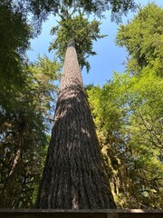 Fototapeta premium tree in the forest