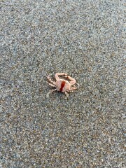 crab on the beach