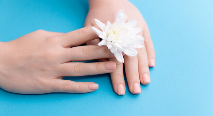 Obraz na płótnie Canvas Beautiful female hands with stylish nail manicure gel polish on blue background with white flower, top view