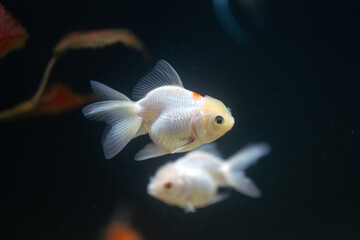 Beautiful small goldfish is swimming in the fish tank. Animal pets portrait photo, close-up and...