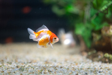 Beautiful small goldfish is swimming in the fish tank. Animal pets portrait photo, close-up and...