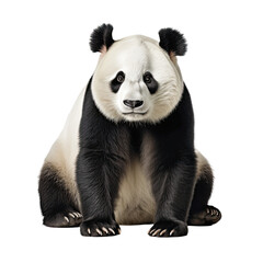  Giant panda bear isolated on white background