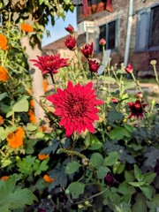 Fototapeta na wymiar red flowers in the garden