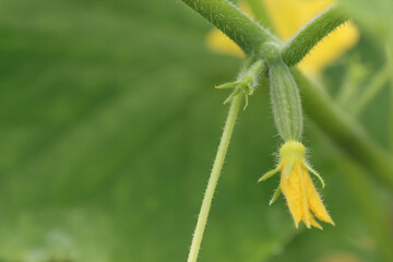 Cucumbers gherkins in the formation stage.