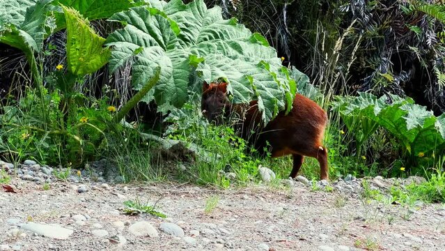Cute Mammal Pudu Eating Grass In Tepuhueico Park Forest, Chile Chiloe