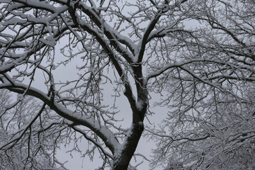 snow tree