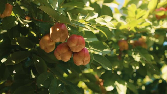 Closeup shot of ripe Ackee growing on tree on a sunny bright day