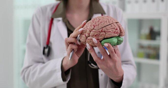 Doctor holding model of human brain in clinic