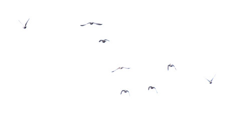 Pigeons in flight isolated on a white background