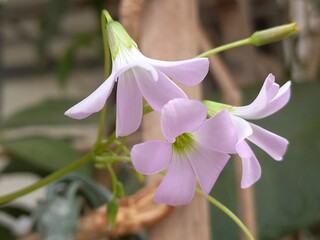 flowers of a crocus