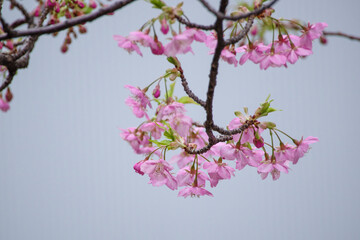 2月下旬に港区赤坂5丁目の河津桜が満開