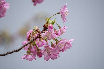 2月下旬に港区赤坂5丁目の河津桜が満開